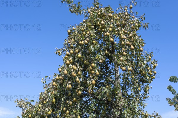 Ripe pears (Pyrus) on a tree, blue sky, Othenstorf, Mecklenburg-Western Pomerania, Germany