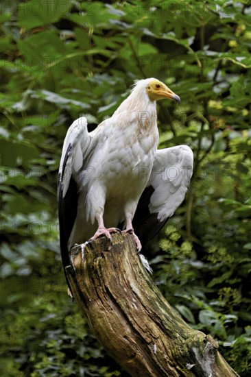 Dirty vulture (Neophron percnopterus) sitting on tree stump, captive, Switzerland
