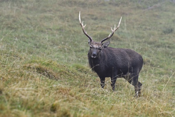 Sika deer (Cervus nippon) standing in meadow, Parc de Merlet, Chamonix-Mont-Blanc, Haute-Savoie, France