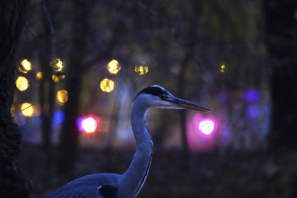 Grey heron in the evening in a city, autumn, Germany