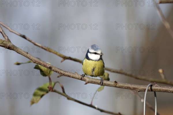 Blue tit (Cyanistes caeruleus), tree, autumn, colored, A blue tit sitting on a bare branch