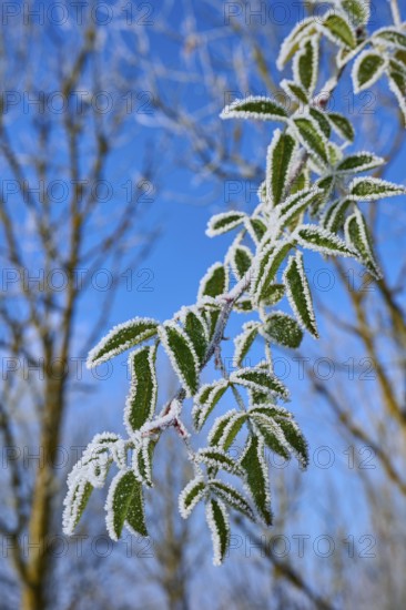 Hoarfrost coated leaves against a blue sky in nature, hoarfrost, winter, Urphar, Wertheim, Main-Tauber district, Baden-Württemberg, Germany