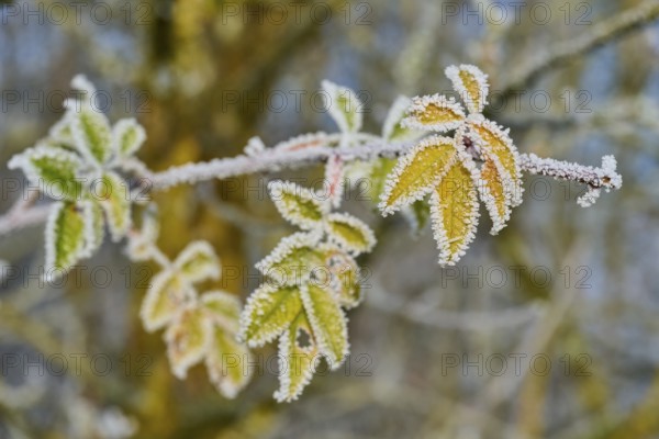 Green and yellow leaves with frost against blurred background, hoarfrost, winter, Urphar, Wertheim, Main-Tauber-Kreis, Baden-Württemberg, Germany