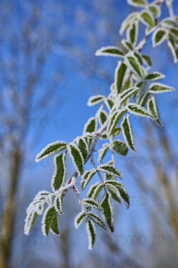Green leaves with hoarfrost against clear blue sky, hoarfrost, winter, Urphar, Wertheim, Main-Tauber district, Baden-Württemberg, Germany