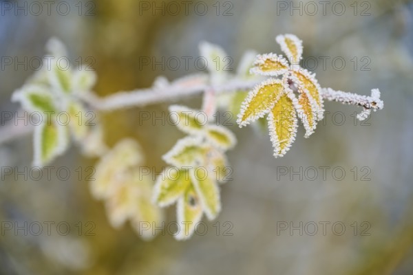 Green and yellow leaves with hoarfrost, against blurred background, hoarfrost, winter, Urphar, Wertheim, Main-Tauber-Kreis, Baden-Württemberg, Germany