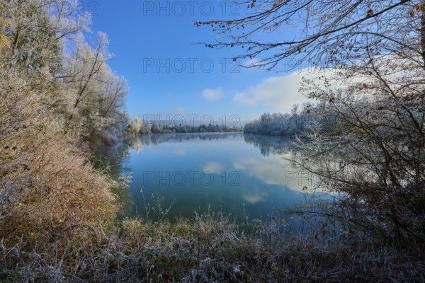A lake in winter with bare trees and a clear reflection in the water, hoarfrost, winter, Mondsee, Mondfeld, Wertheim, Main-Tauber-Kreis, Baden-Württemberg, Germany