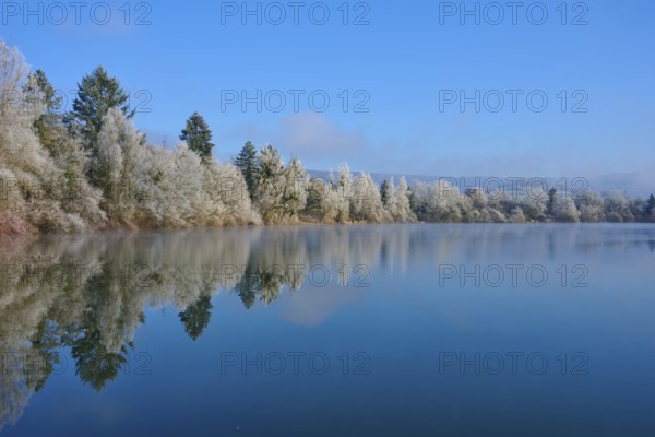 Lake with winter trees whose reflections appear on the calm water surface, hoarfrost, winter, Mondsee, Mondfeld, Wertheim, Main-Tauber district, Baden-Württemberg, Germany