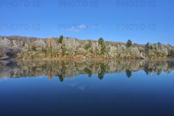 Wintery forest reflected in the clear water of a lake under a blue sky, hoarfrost, winter, Mondsee, Mondfeld, Wertheim, Main-Tauber district, Baden-Württemberg, Germany