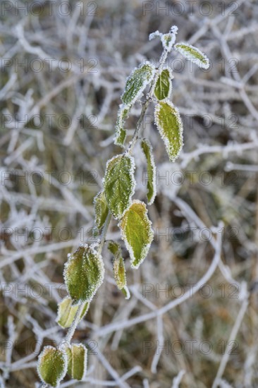 Green leaves covered with frost on a branch in a winter environment, hoarfrost, winter, Urphar, Wertheim, Main-Tauber-Kreis, Baden-Württemberg, Germany