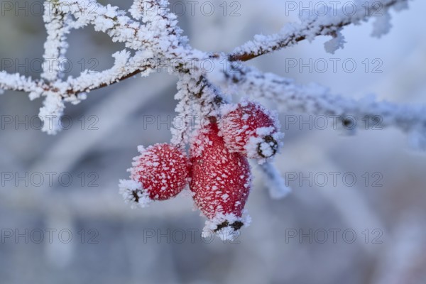Red rose hip berries on a frost-covered branch in a wintery atmosphere, hoarfrost, winter, Urphar, Wertheim, Main-Tauber district, Baden-Württemberg, Germany