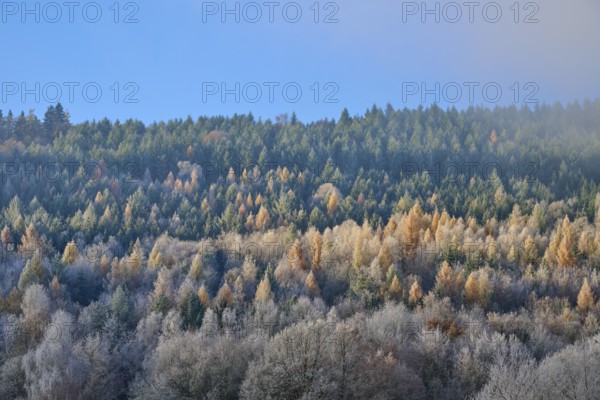Sunlight illuminates an autumnal forest with colorful trees and a clear atmosphere, hoarfrost, winter, Boxtal, Main-Tauber district, Baden-Württemberg, Germany