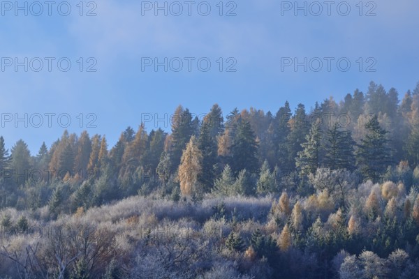 Clear blue sky over an autumnal forest of firs and colorful leaves, hoarfrost, winter, Boxtal, Main-Tauber district, Baden-Württemberg, Germany