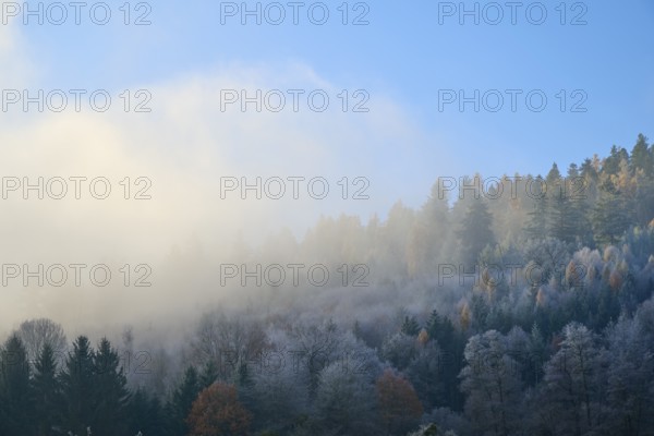 Morning fog over a quiet autumnal forest with various trees, hoarfrost, winter, Boxtal, Main-Tauber district, Baden-Württemberg, Germany