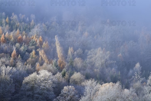 Foggy forest in autumn, trees in different colors create a peaceful atmosphere, hoarfrost, winter, Boxtal, Main-Tauber district, Baden-Württemberg, Germany