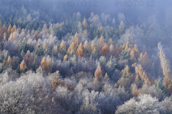Forest in autumn with colorful trees and fog that creates a quiet, calming atmosphere, hoarfrost, winter, Boxtal, Main-Tauber district, Baden-Württemberg, Germany
