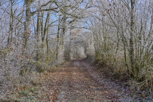 A frost-covered forest trail on a cool day in winter, surrounded by bare, frozen trees, hoarfrost, winter, Urphar, Wertheim, Main-Tauber district, Baden-Württemberg, Germany