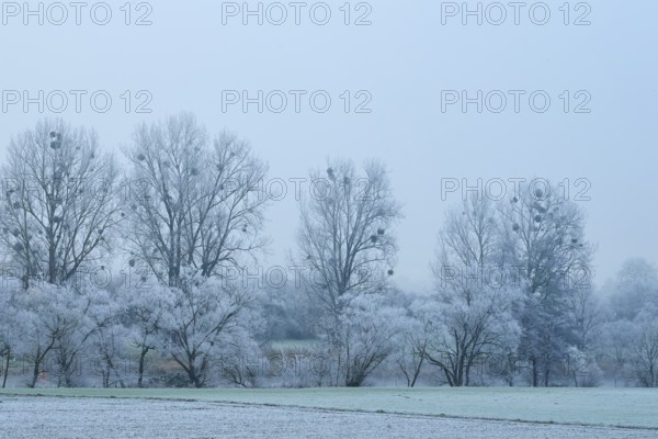 Frost-covered trees with mistletoe in foggy winter landscape, hoarfrost, winter, Bürgstadt, Miltenberg, Spessart, Bavaria, Germany