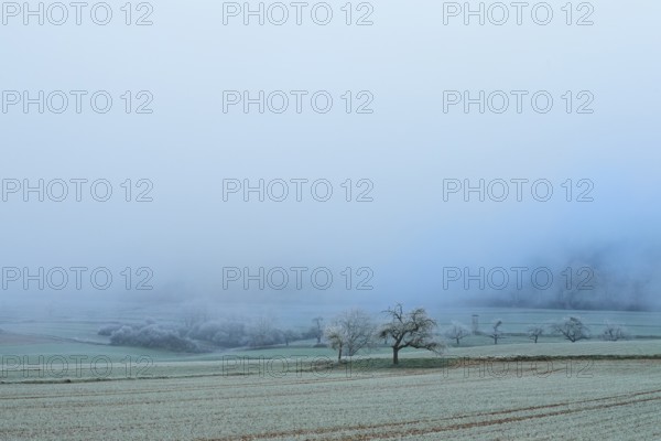 Blurry trees in a frosty, fog-covered landscape, hoarfrost, winter, Bürgstadt, Miltenberg, Spessart, Bavaria, Germany