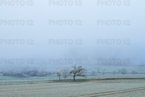 Single tree in frosty winter landscape with thick fog, hoarfrost, winter, Bürgstadt, Miltenberg, Spessart, Bavaria, Germany