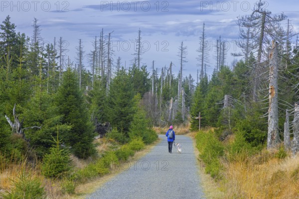 Walker with dog walking through bark beetle infested forest with dead spruce trees in the Harz Mountains, Harz National Park, Saxony-Anhalt, Germany