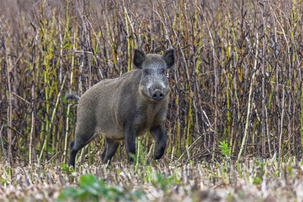 Solitary wild boar (Sus scrofa) sow foraging along edge of farmland, stubble field in summer