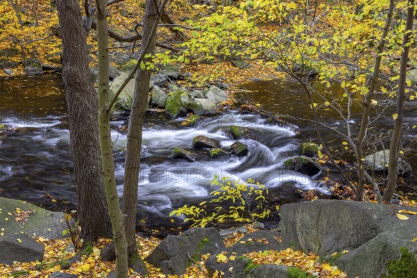 River Bode running through forest showing autumn colours, fall colors at Nature reserve Bode Valley in the Harz Mountains, Saxony-Anhalt, Germany