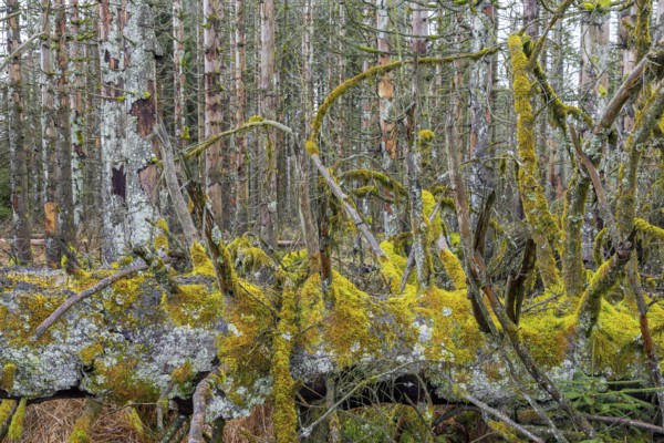 Dead spruce trees in forest in the Harz Mountains in autumn, damage caused by bark beetle infestation, Harz National Park, Saxony-Anhalt, Germany