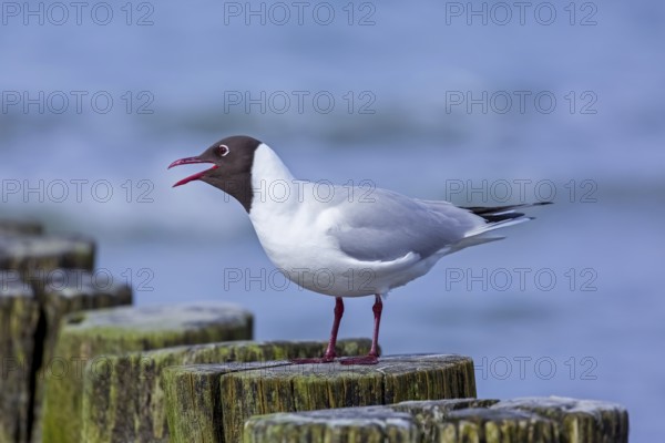 Black-headed gull (Chroicocephalus ridibundus, Larus ridibundus) adult bird in summer plumage calling from wooden breakwater in spring