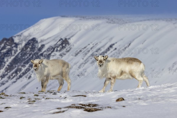 Two Svalbard reindeer (Rangifer tarandus platyrhynchus) with cast antlers foraging on snow covered mountain slope in spring on Spitsbergen, Norway