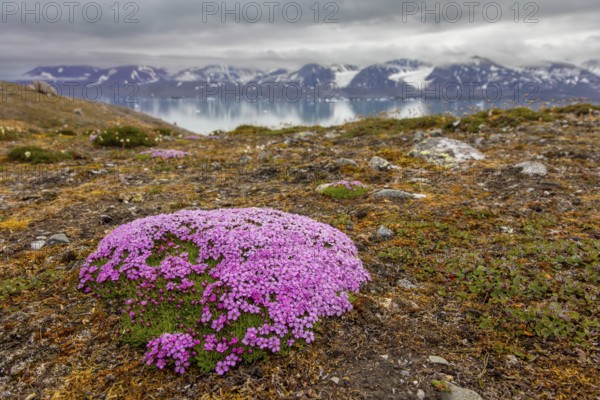 Moss campion, cushion pink (Silene acaulis) in flower in summer on the arctic tundra, Svalbard, Spitsbergen, Norway