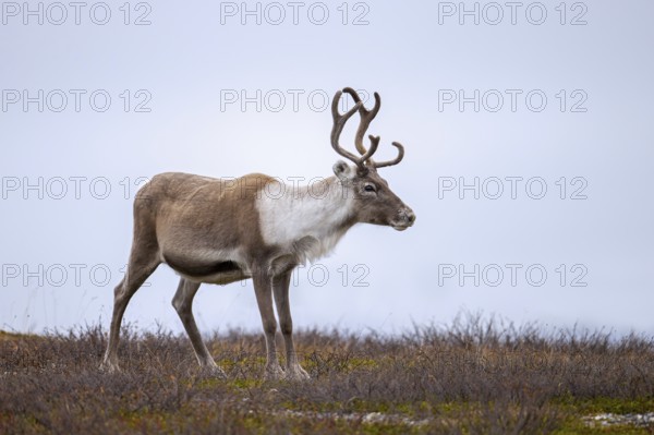 Reindeer (Rangifer tarandus) female, cow with antlers covered in velvet, foraging on the tundra in autumn, fall, Finland, Scandinavia