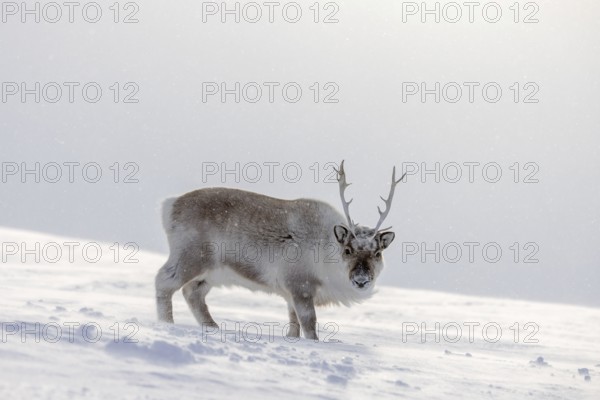 Svalbard reindeer (Rangifer tarandus platyrhynchus) adult in thick winter coat foraging on snow covered tundra in spring on Spitsbergen, Norway