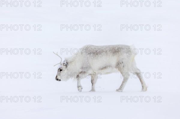 Svalbard reindeer (Rangifer tarandus platyrhynchus) adult in thick winter coat during snowfall on snow covered tundra in spring on Spitsbergen, Norway