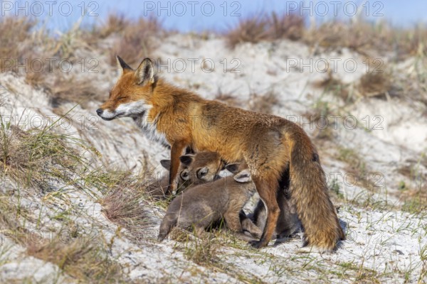 Red fox (Vulpes vulpes) female, vixen suckling her kits, cubs near den in the dunes in spring
