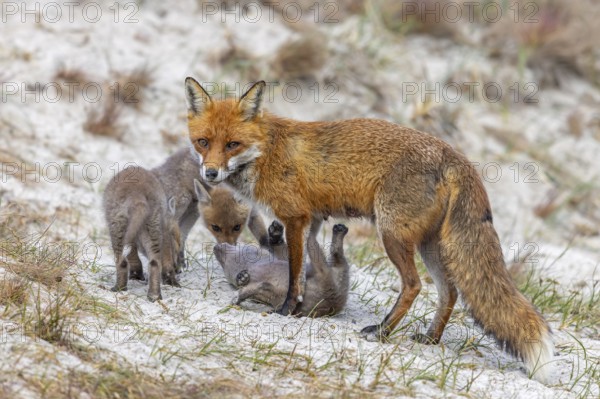 Red fox (Vulpes vulpes) female, vixen with playing kits, cubs near den in the dunes in spring
