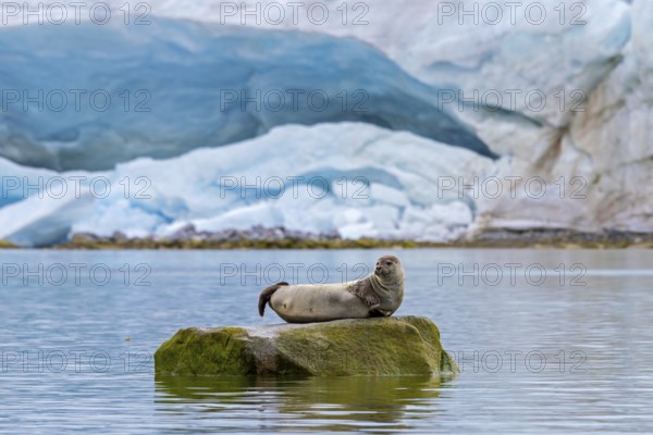Common seal, harbour seal (Phoca vitulina) resting on rock in the Arctic Ocean in front of glacier at Svalbard, Spitsbergen in summer, Norway