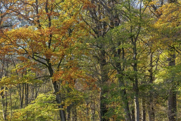 European beeches, common beech trees (Fagus sylvatica) with foliage in yellow, brown and green autumn colours, fall colors in broadleaved forest