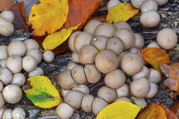 Pear-shaped puffball, stump puffballs (Apioperdon pyriforme, Lycoperdon pyriforme), saprobic fungus growing on decaying wood in forest in autumn