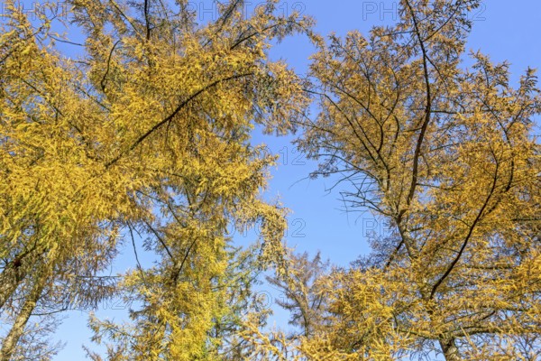Forest with European larches (Larix decidua), deciduous coniferous trees with needle-like leaves turning yellow before they fall in autumn