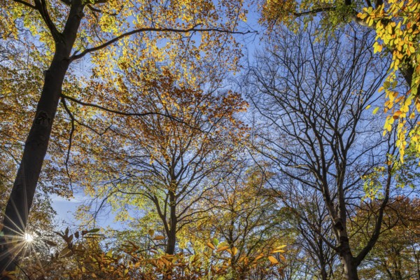 European beeches, common beech trees (Fagus sylvatica) with foliage in yellow and brown autumn colours, fall colors in broadleaved forest