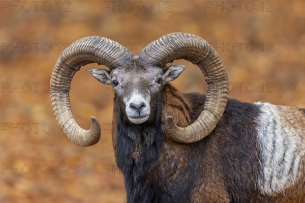 European mouflon (Ovis aries musimon, Ovis gmelini musimon) ram, male with big horns in forest during the rut in autumn, fall