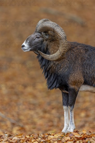 European mouflon (Ovis aries musimon, Ovis gmelini musimon) ram, male with big horns in forest during the rut in autumn, fall