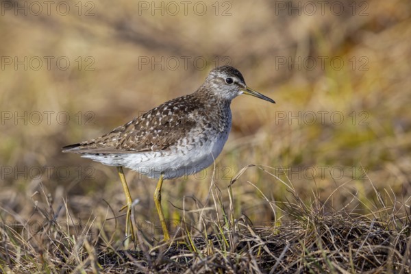 Wood sandpiper (Tringa glareola) adult in breeding plumage foraging in wetland in spring