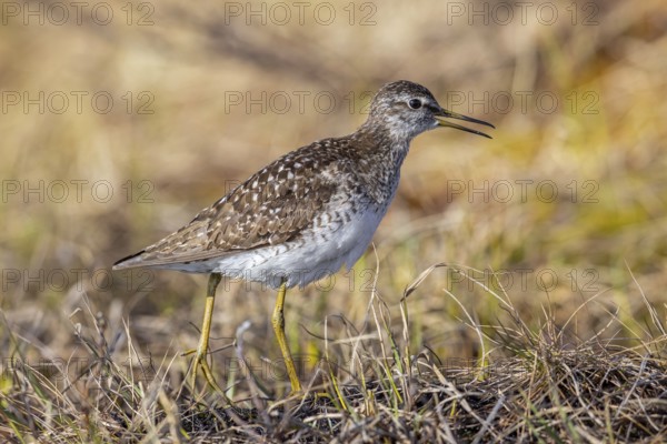 Wood sandpiper (Tringa glareola) adult in breeding plumage calling in wetland in spring