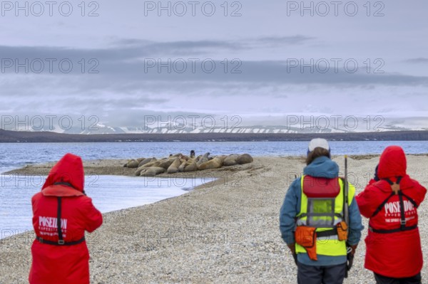 Two ecotourists, eco-tourists with guide armed with rifle watching walruses resting on beach along the coast of Svalbard, Spitsbergen, Norway