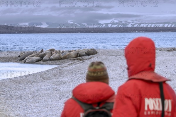 Two ecotourists, eco-tourists watching walruses (Odobenus rosmarus) resting on beach along the coast of Svalbard, Spitsbergen, Norway