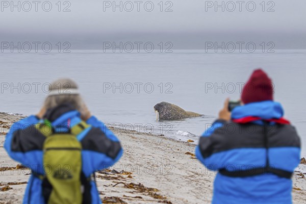 Two ecotourists, eco-tourists photographing walrus (Odobenus rosmarus) on the beach along the coast of Svalbard, Spitsbergen, Norway