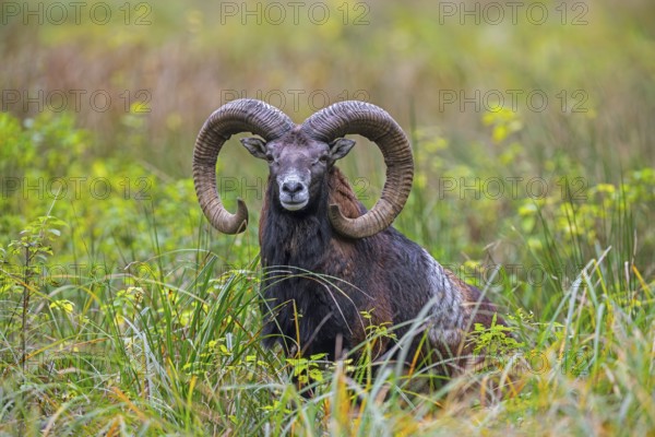 European mouflon (Ovis aries musimon, Ovis gmelini musimon) ram, male with big horns in grassland in autumn, fall