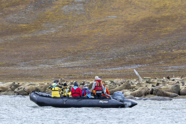 Ecotourists, eco-tourists in Zodiac boat observing walruses (Odobenus rosmarus) resting on beach along the coast of Svalbard, Spitsbergen, Norway