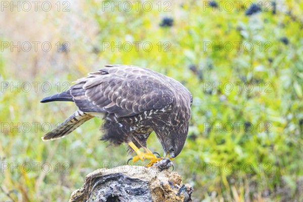 Common Buzzard (Buteo buteo) Germany